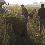 Vendanges & vignerons