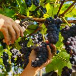 Le Beaujolais nouveau est arrivé