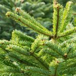 Nos sapins Nordmann