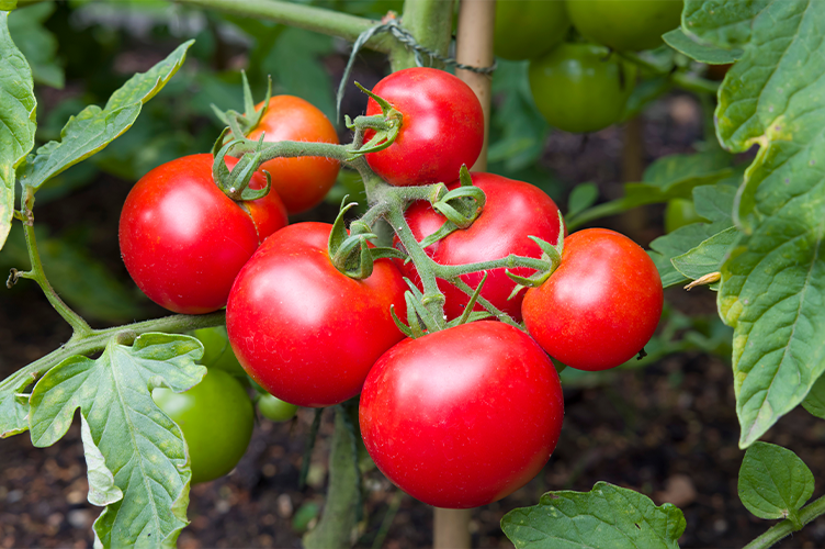 Découvrez tous les bienfaits de la tomate sur votre santé ! - chronodrive
